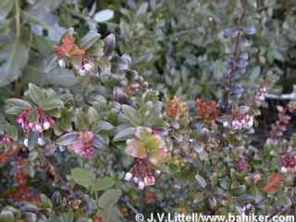 Huckleberry photo