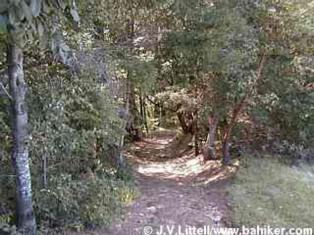 Into the woods