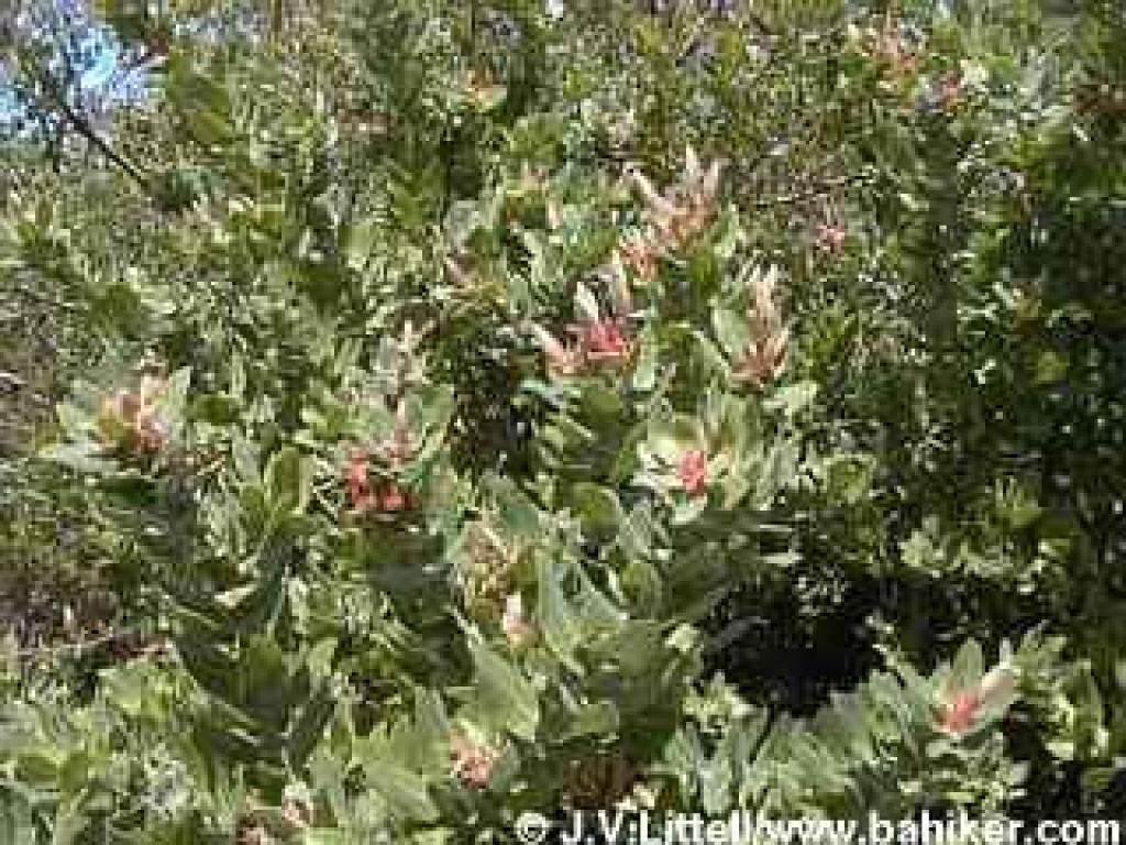 Manzanita photo