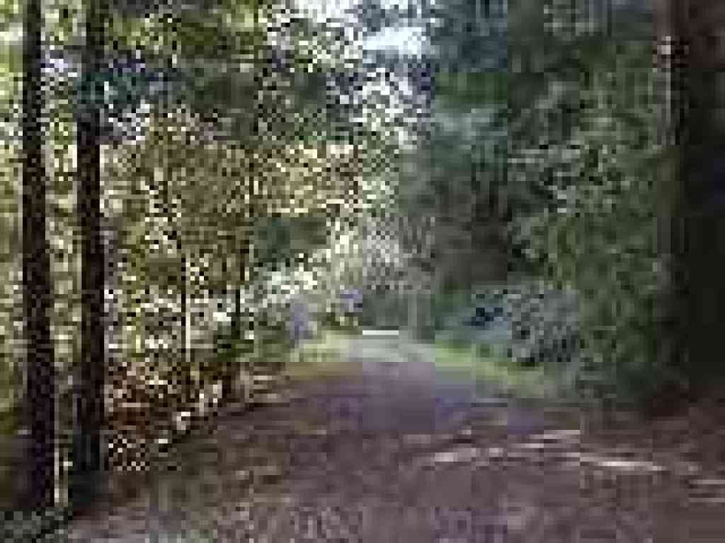 Trail