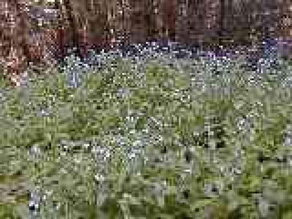 Forget me nots