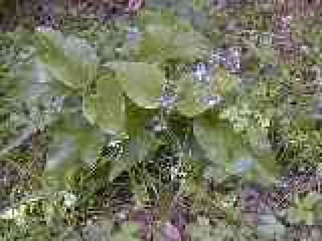 Hound's tongue