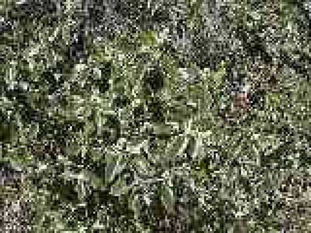 Ceanothus