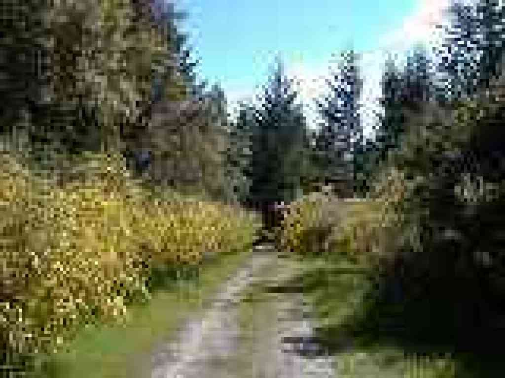 Broom on the side of the trail