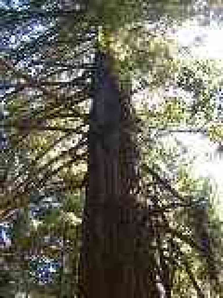 Giant redwood