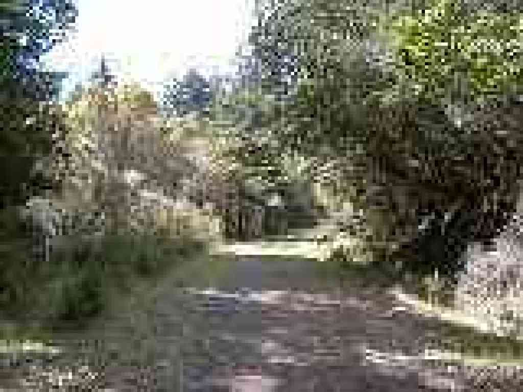 Trail