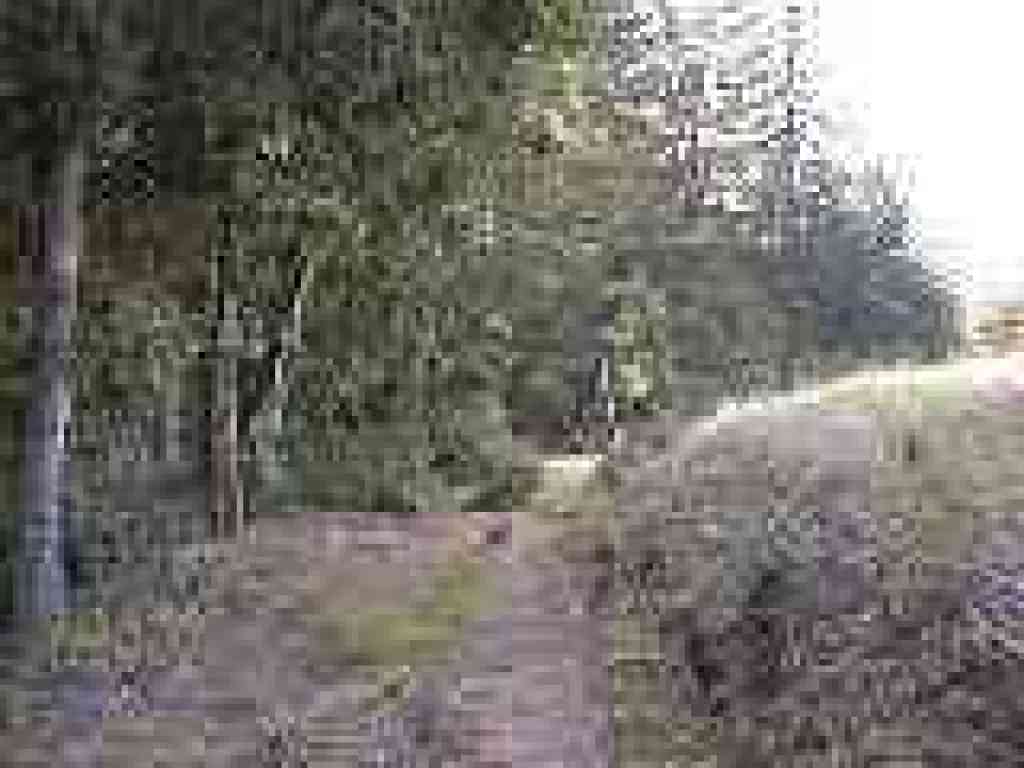 Edging along the woods