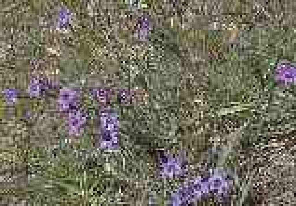 Blue-eyed grass
