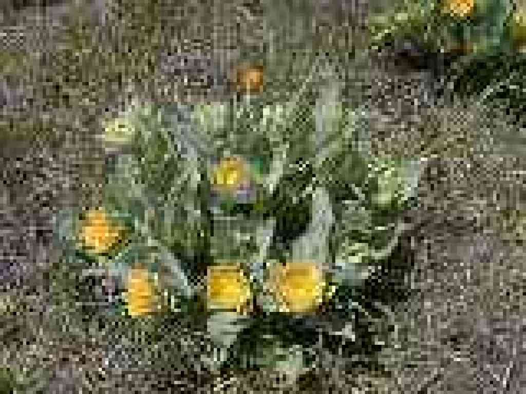 Mule ear sunflowers