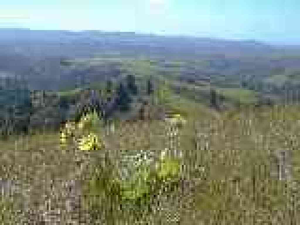 Mule ears and view
