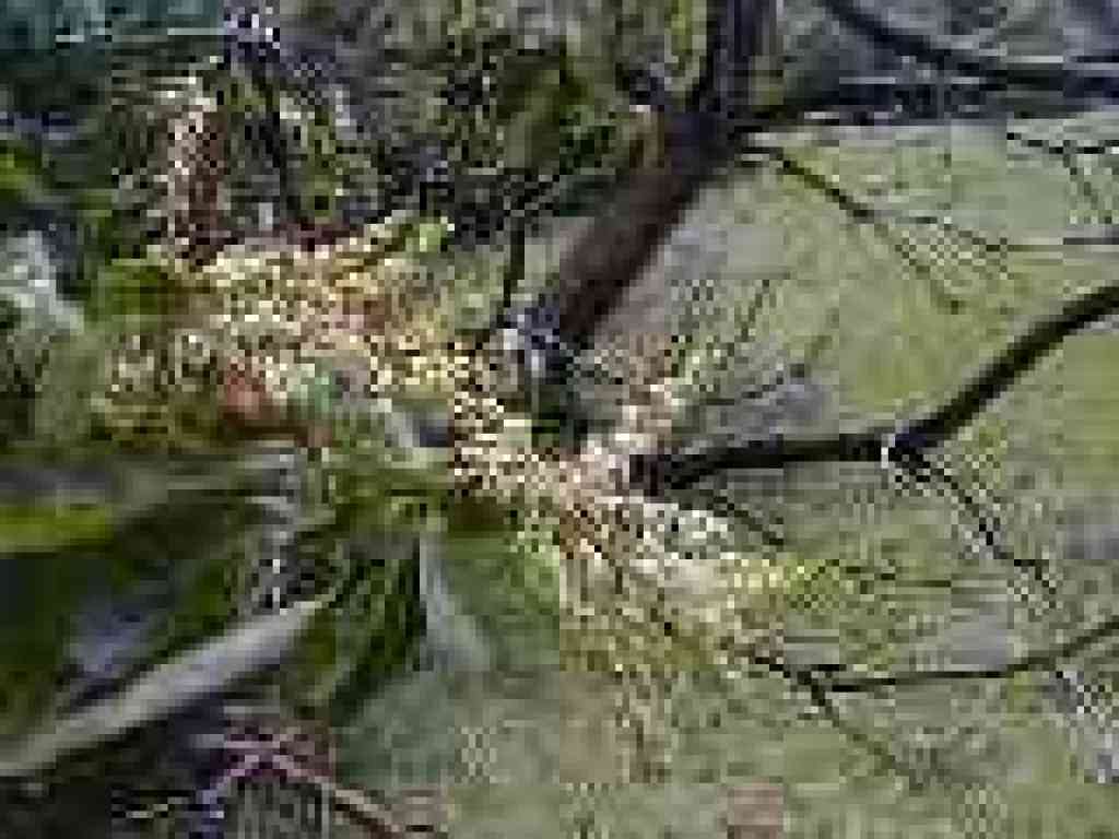 Madrone