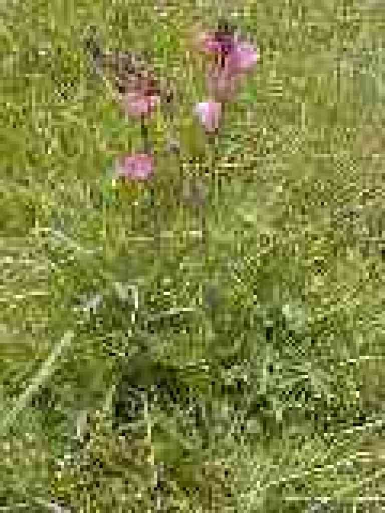 Checkerbloom