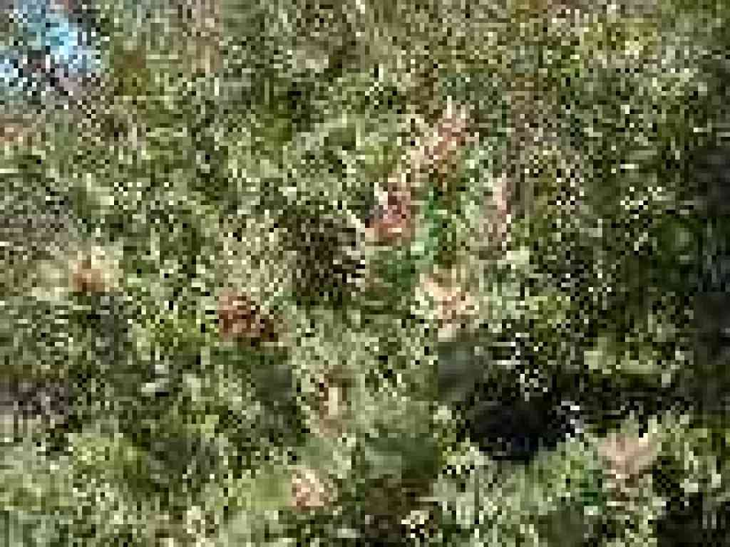 Manzanita