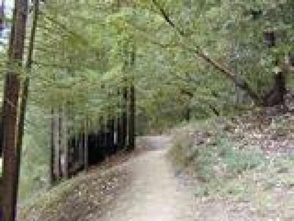Redwood and madrone