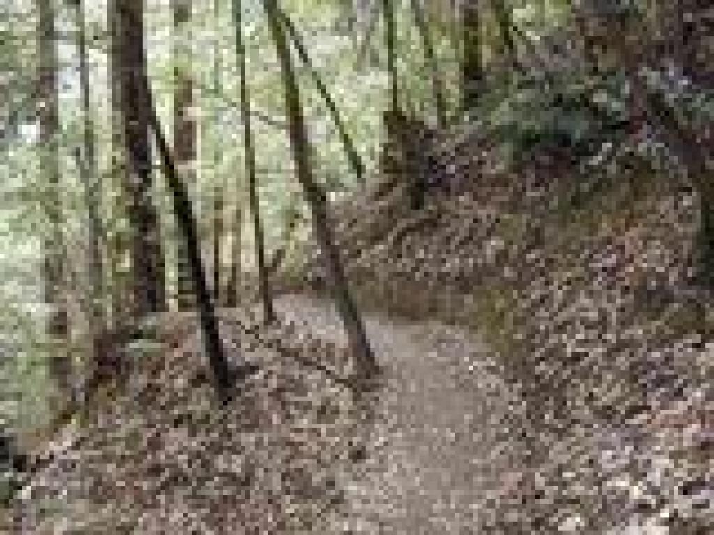 Loch Trail