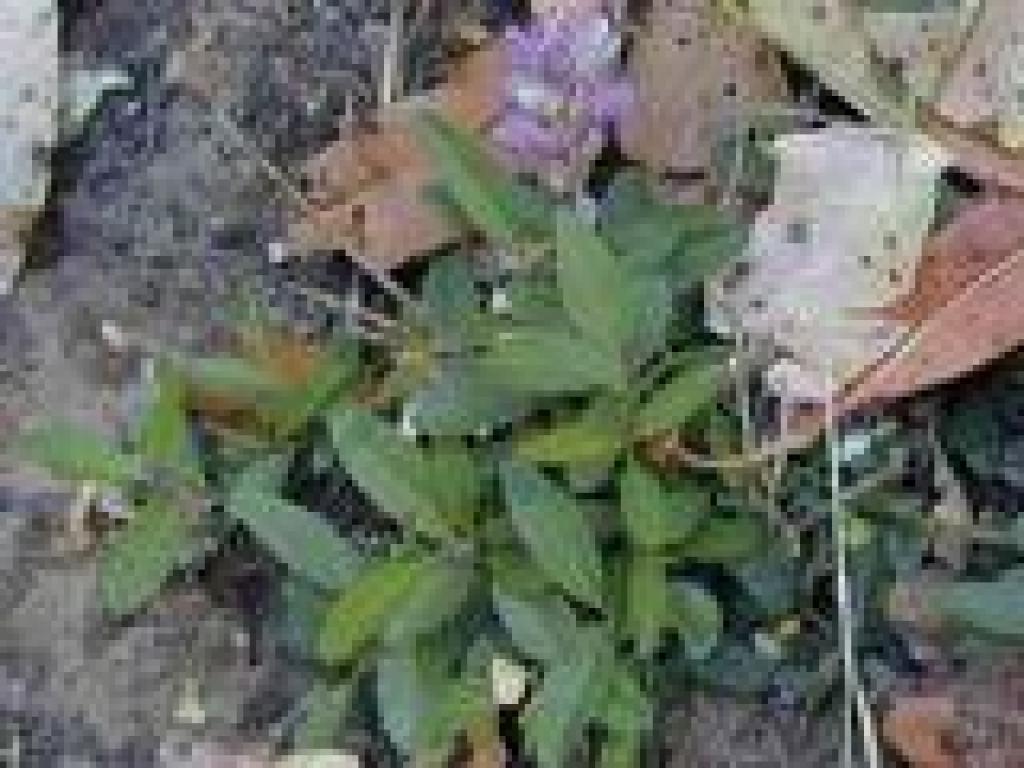 Milkwort