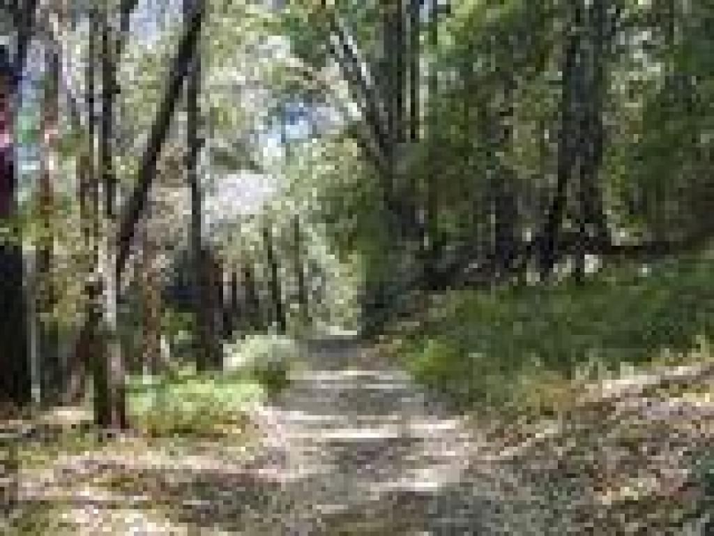 Woods