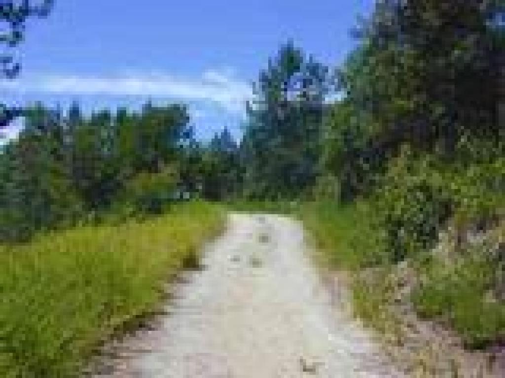 Knobcone pines