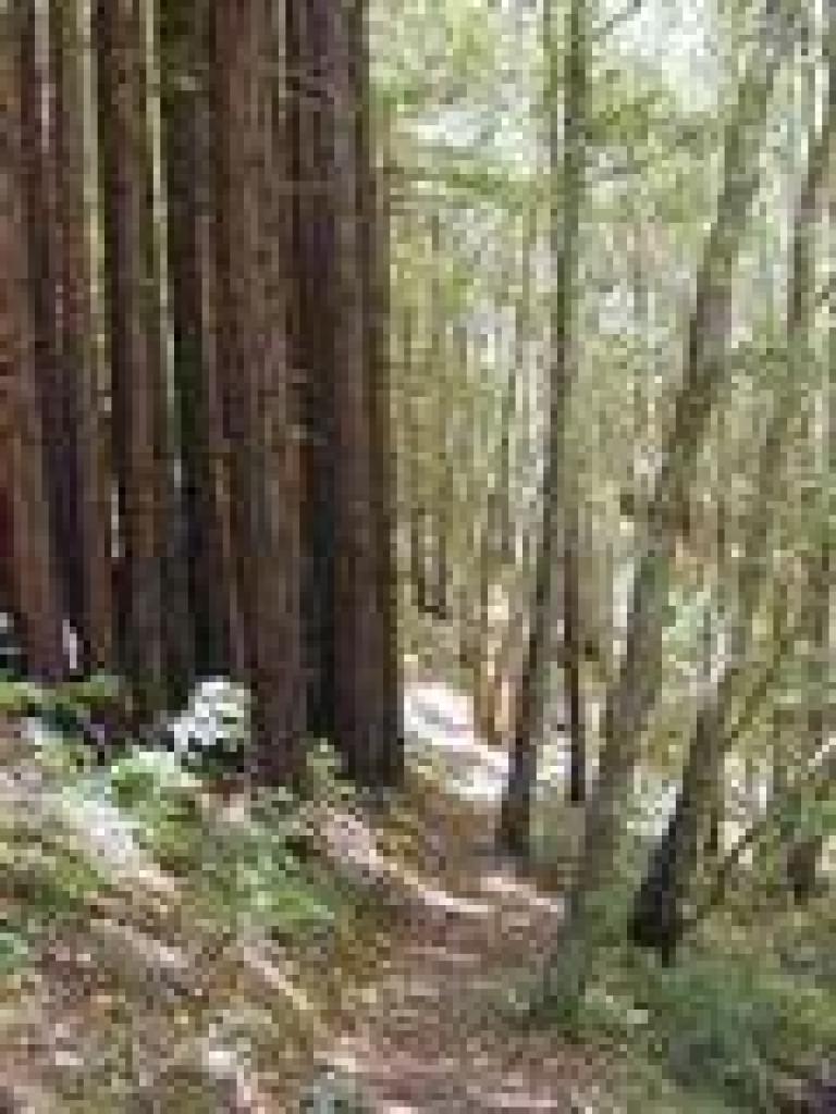 Redwoods and tanoaks