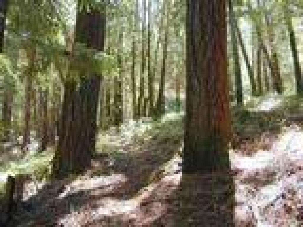 Glen Corrie Trail