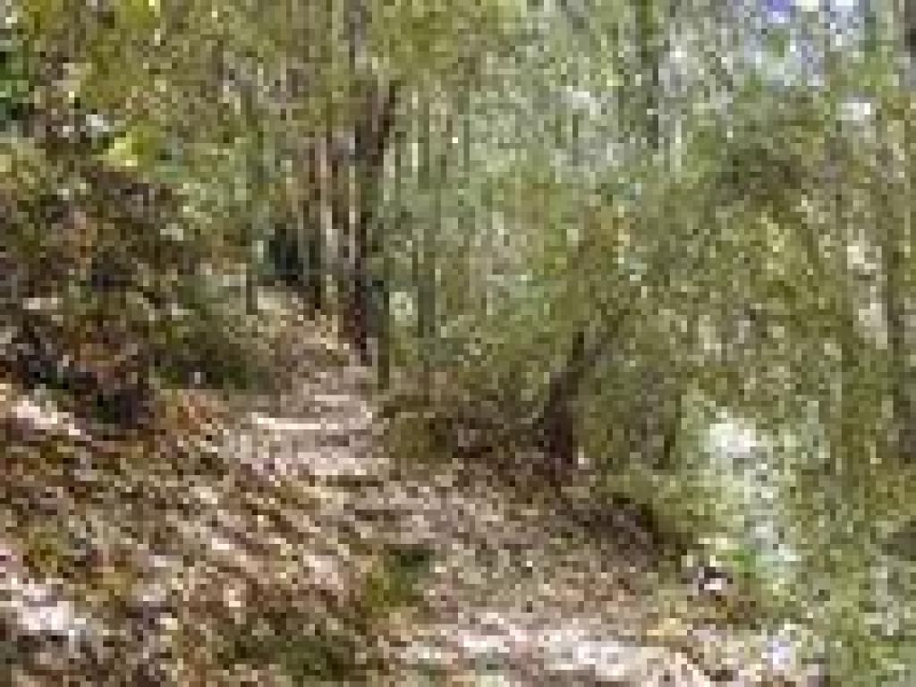 Gilchrist Trail