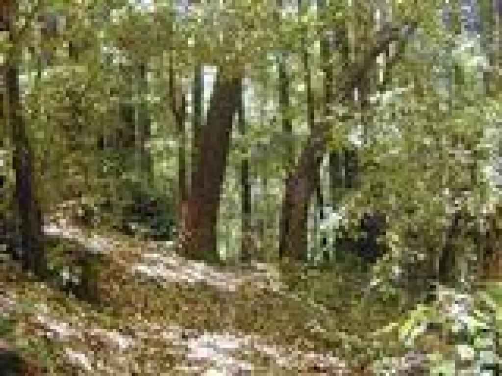 Madrone leaves on the trail