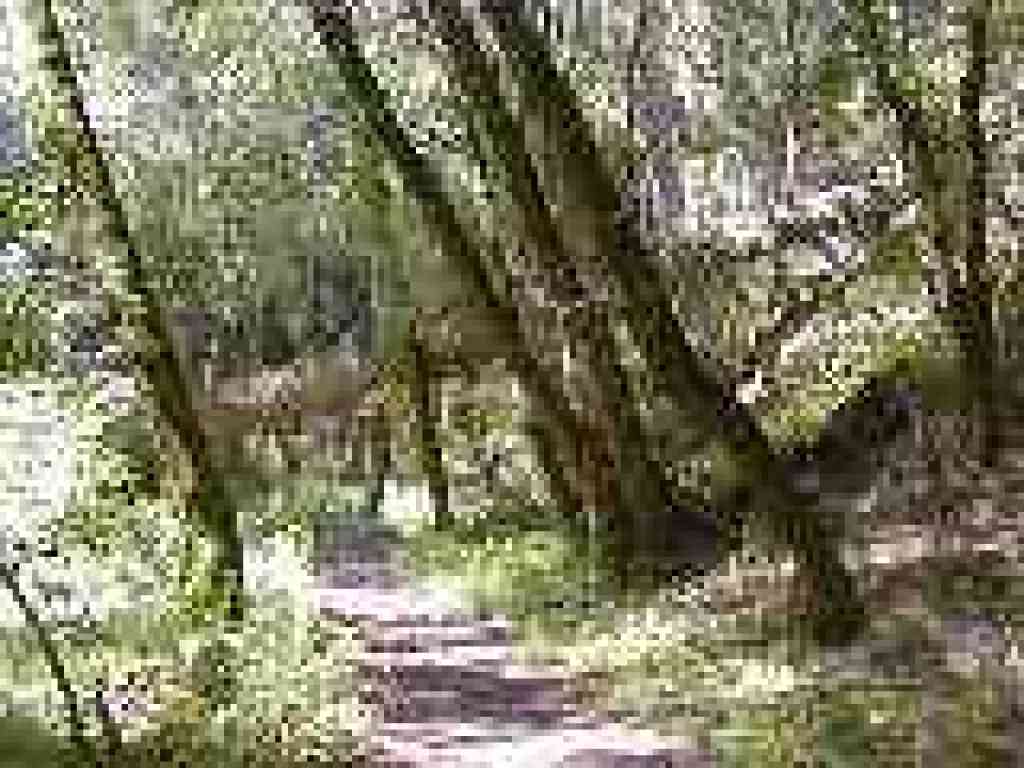 Huge fallen tree bridges the trail