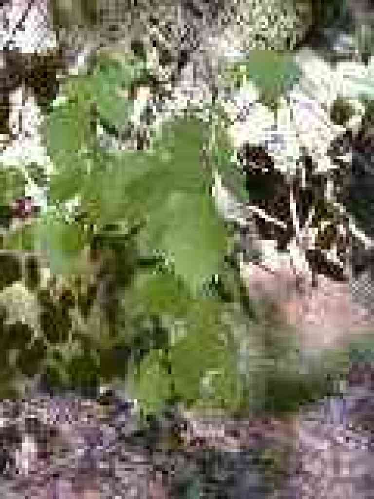 Hazelnut