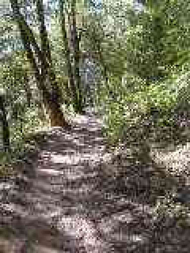 Trail levels out a bit
