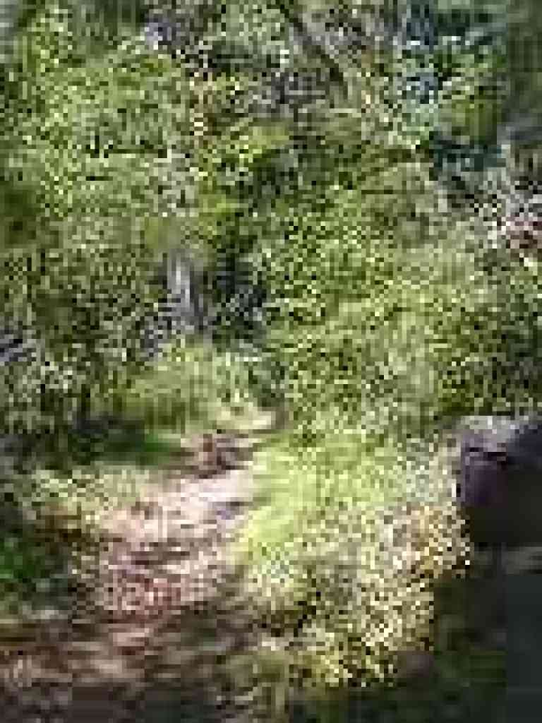 Through fallen trees