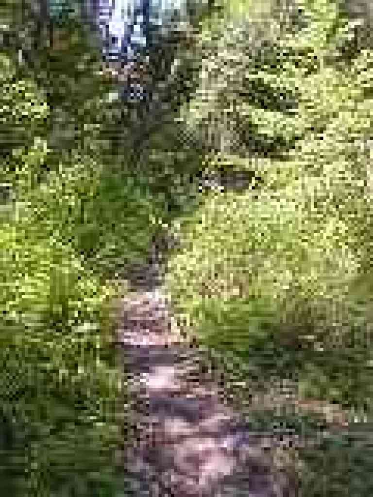 Passing through poison oak
