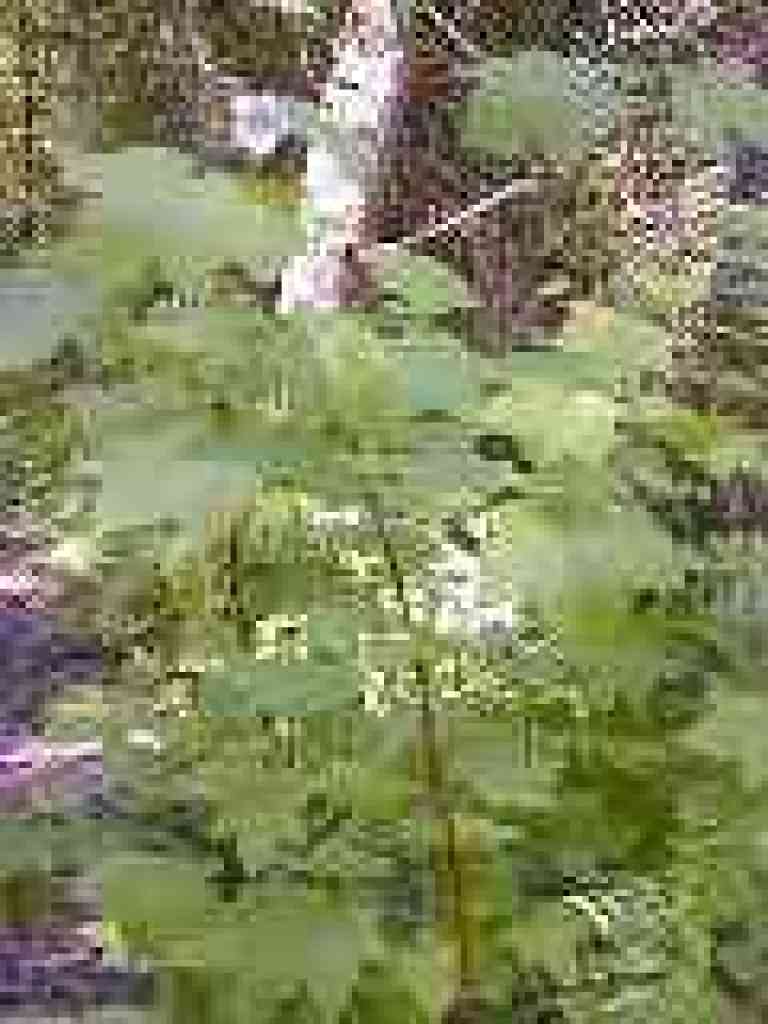 Thimbleberries