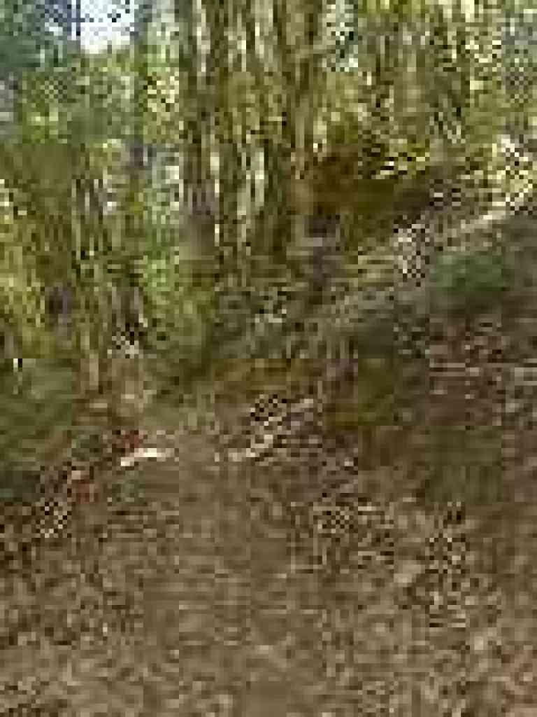 Deep shaded woods