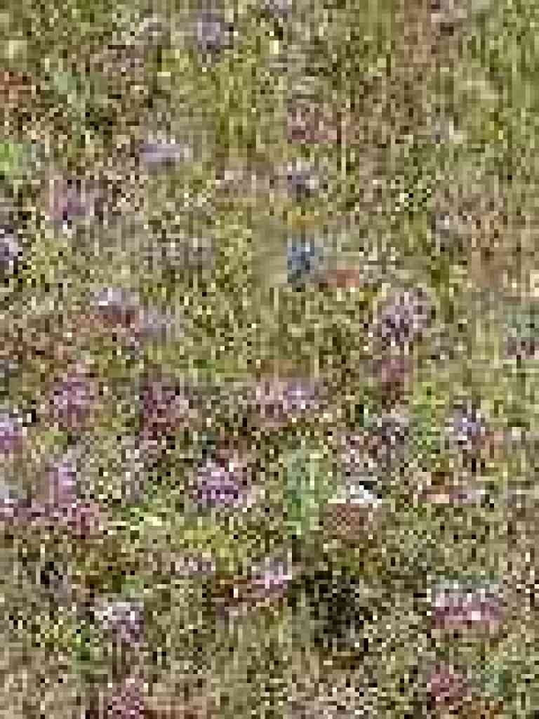 Carpet of flowers