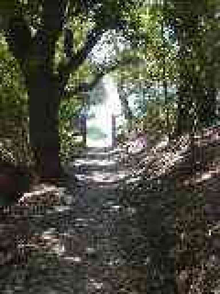About to leave the woods