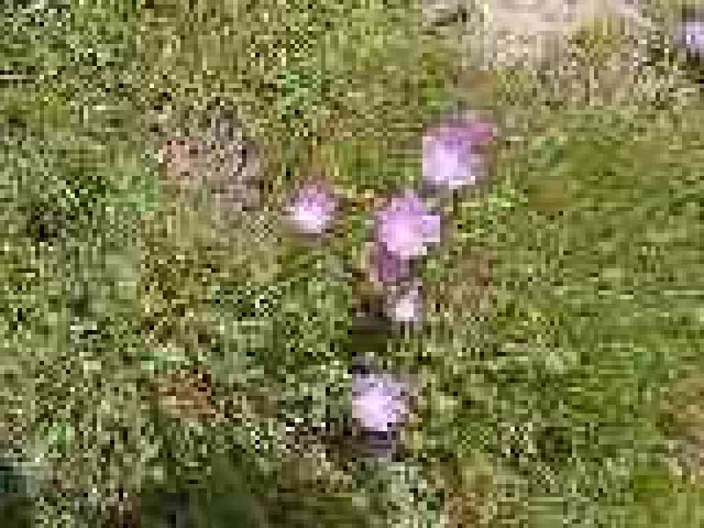 Checkerblooms
