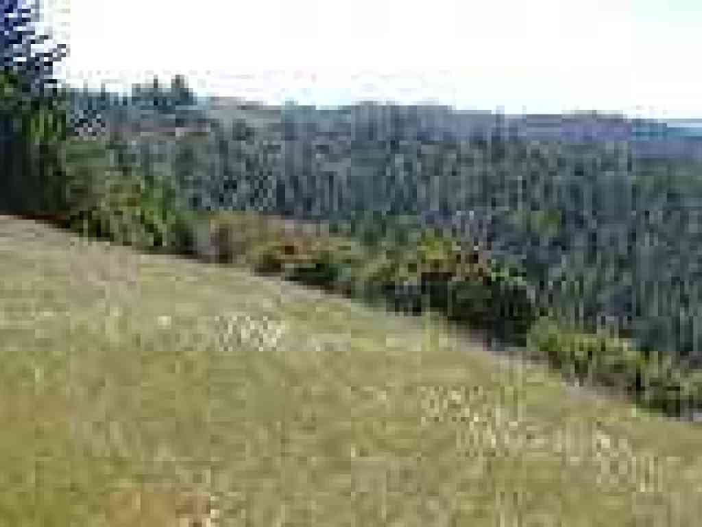 View south