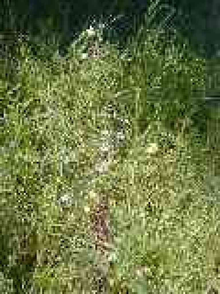Woodland star