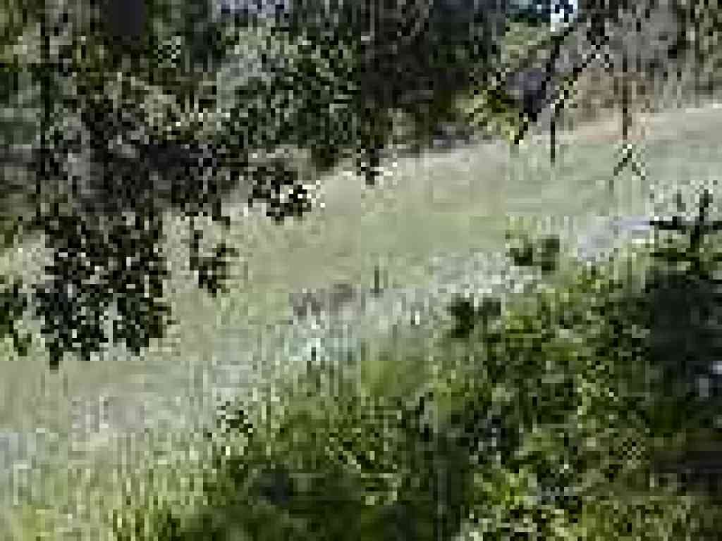 Deer munching on tall grass