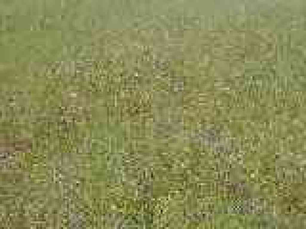 Carpet of flowers