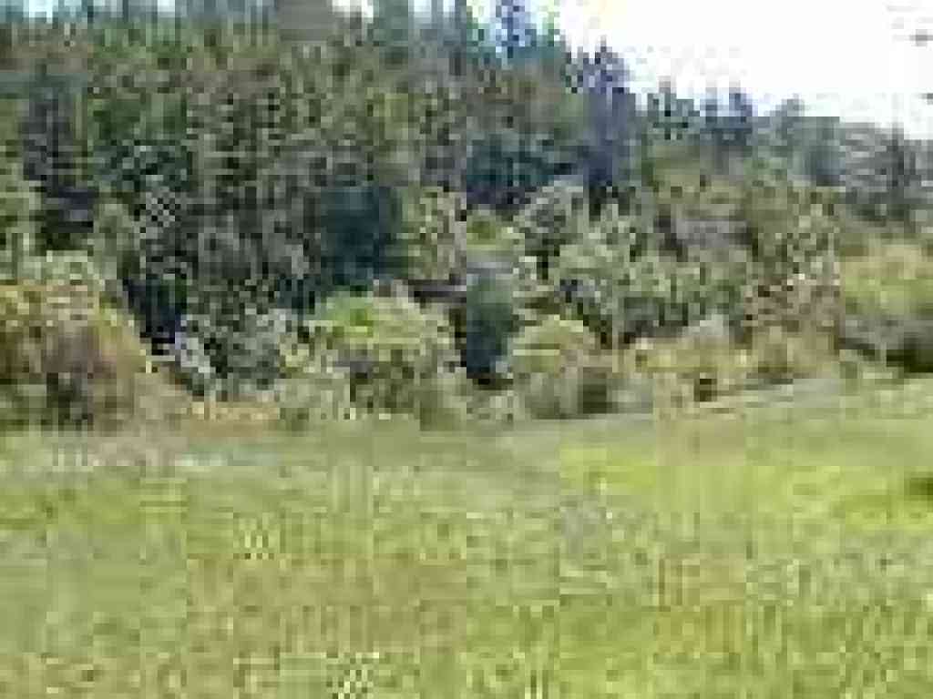 Looking down to the pond