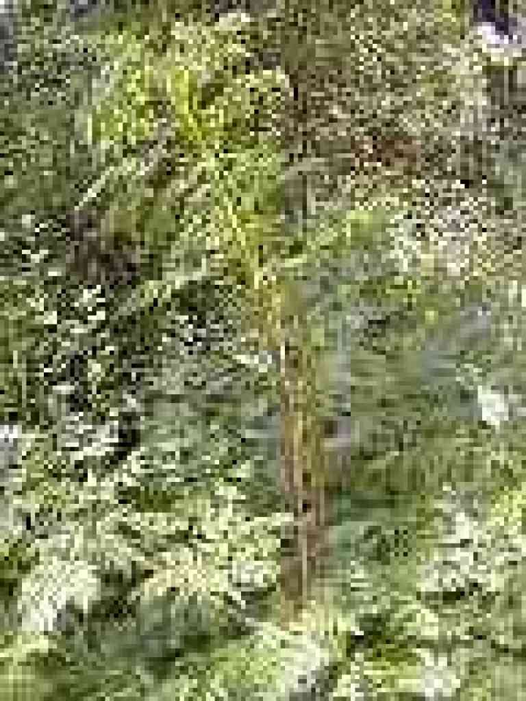 Poison hemlock