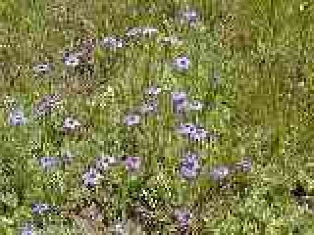 Blue-eyed grass