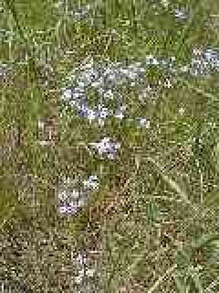 False baby stars?