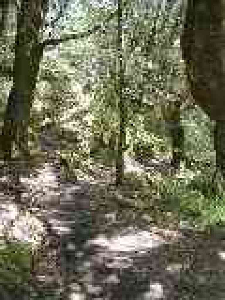 Riparian corridor
