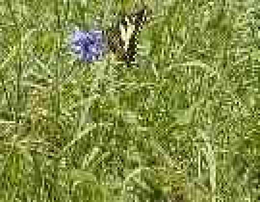 Butterfly on bluedicks