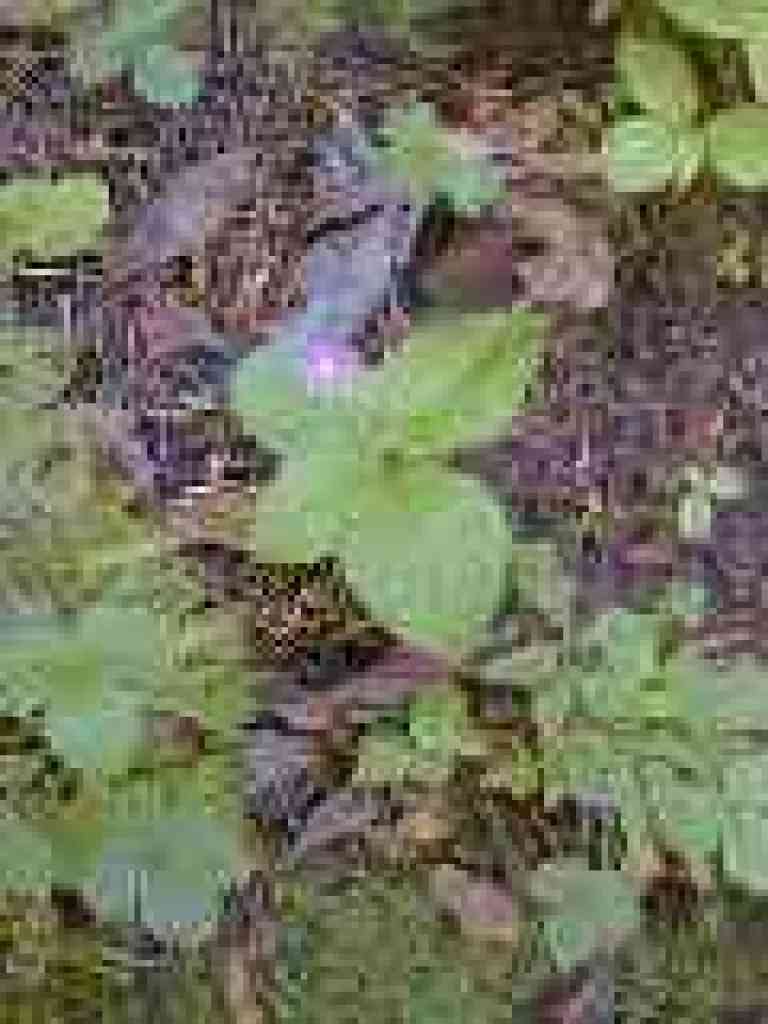 Starflower