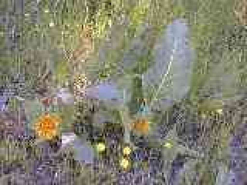Mule ears