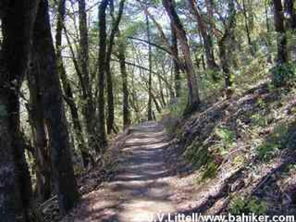 Peters Creek Trail