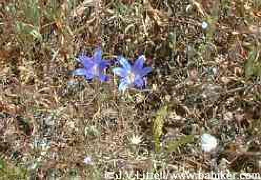 Elegant brodiaea photo